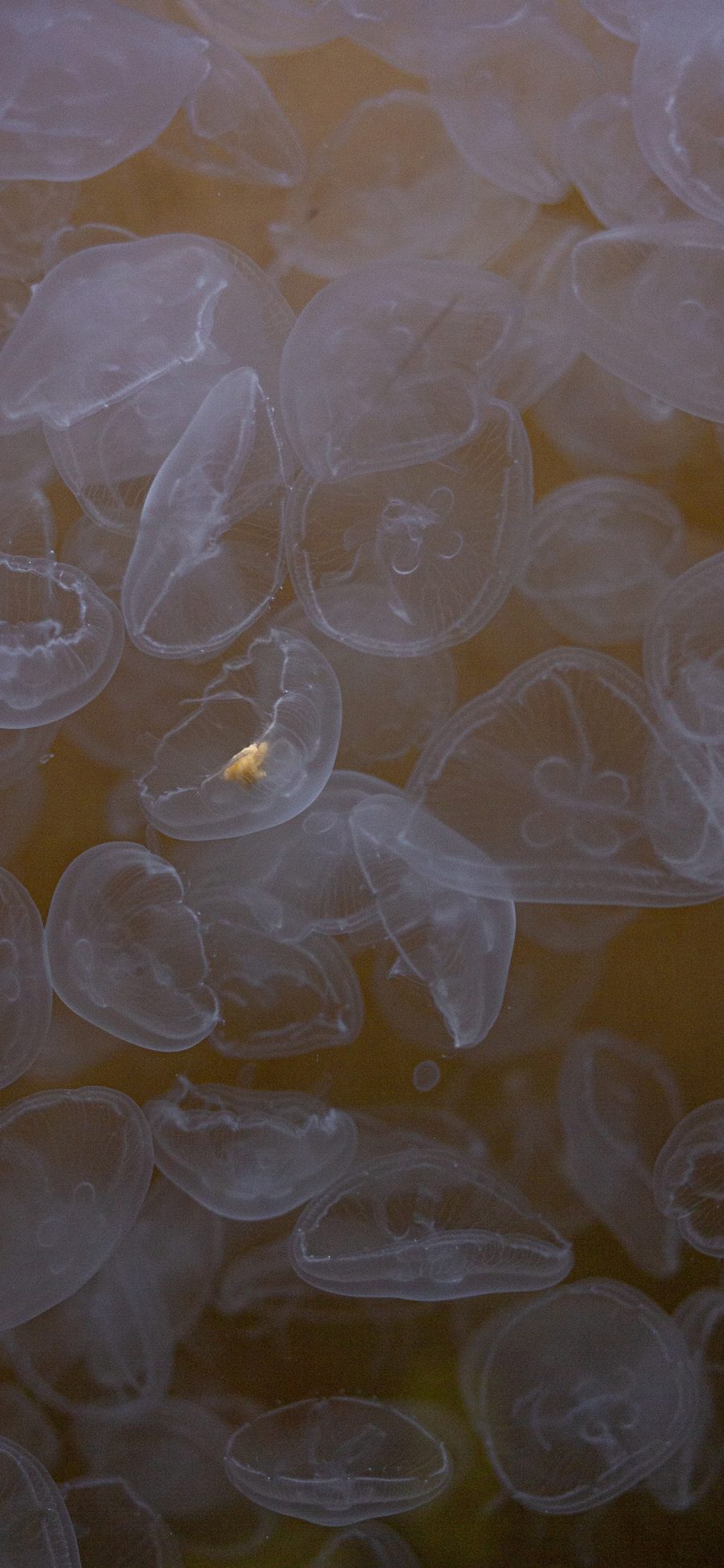 [2436×1125]海洋生物 海蜇 水母 浮游生物 苹果手机壁纸图片