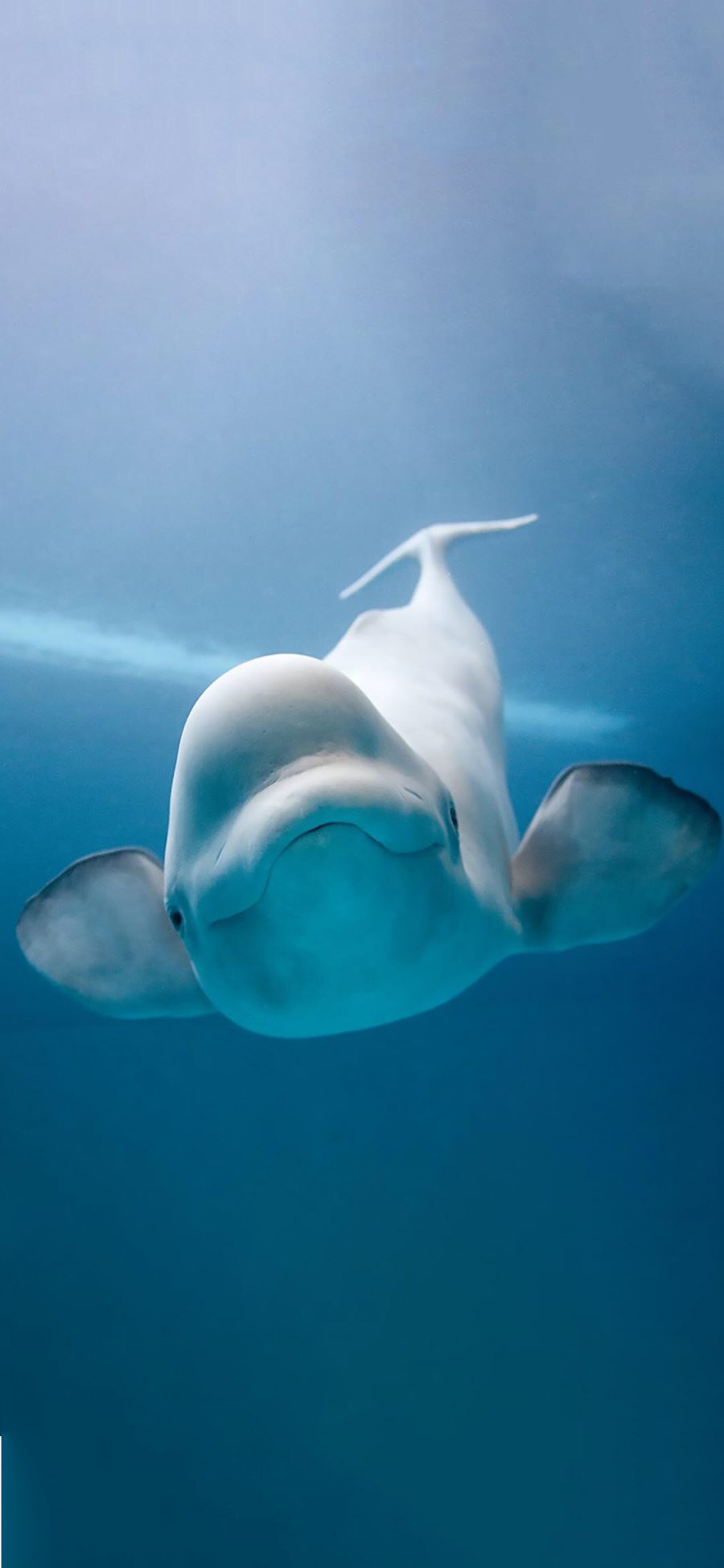 [2436×1125]海洋生物 海豚 游动 海底 苹果手机壁纸图片