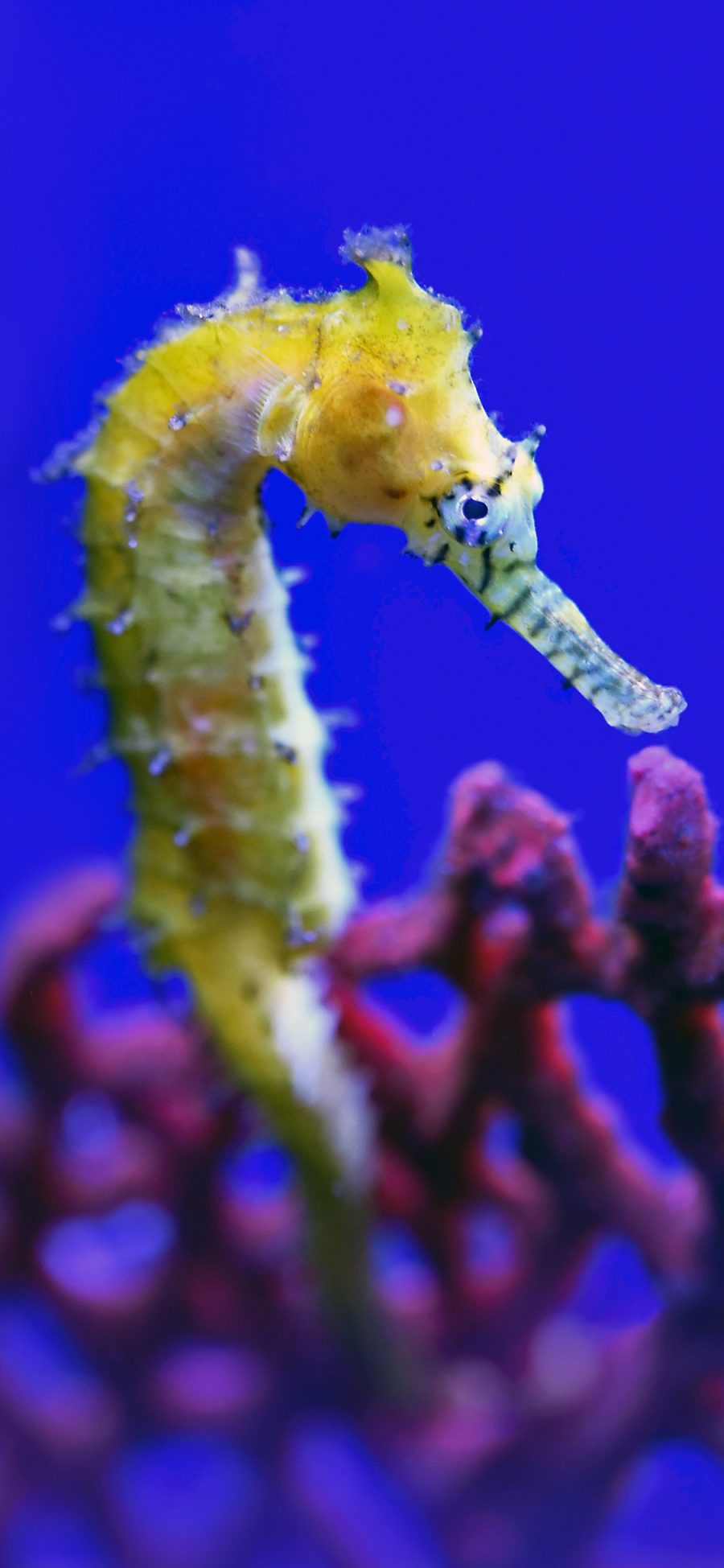 [2436×1125]海洋生物 海马 黄色 红珊瑚 苹果手机壁纸图片