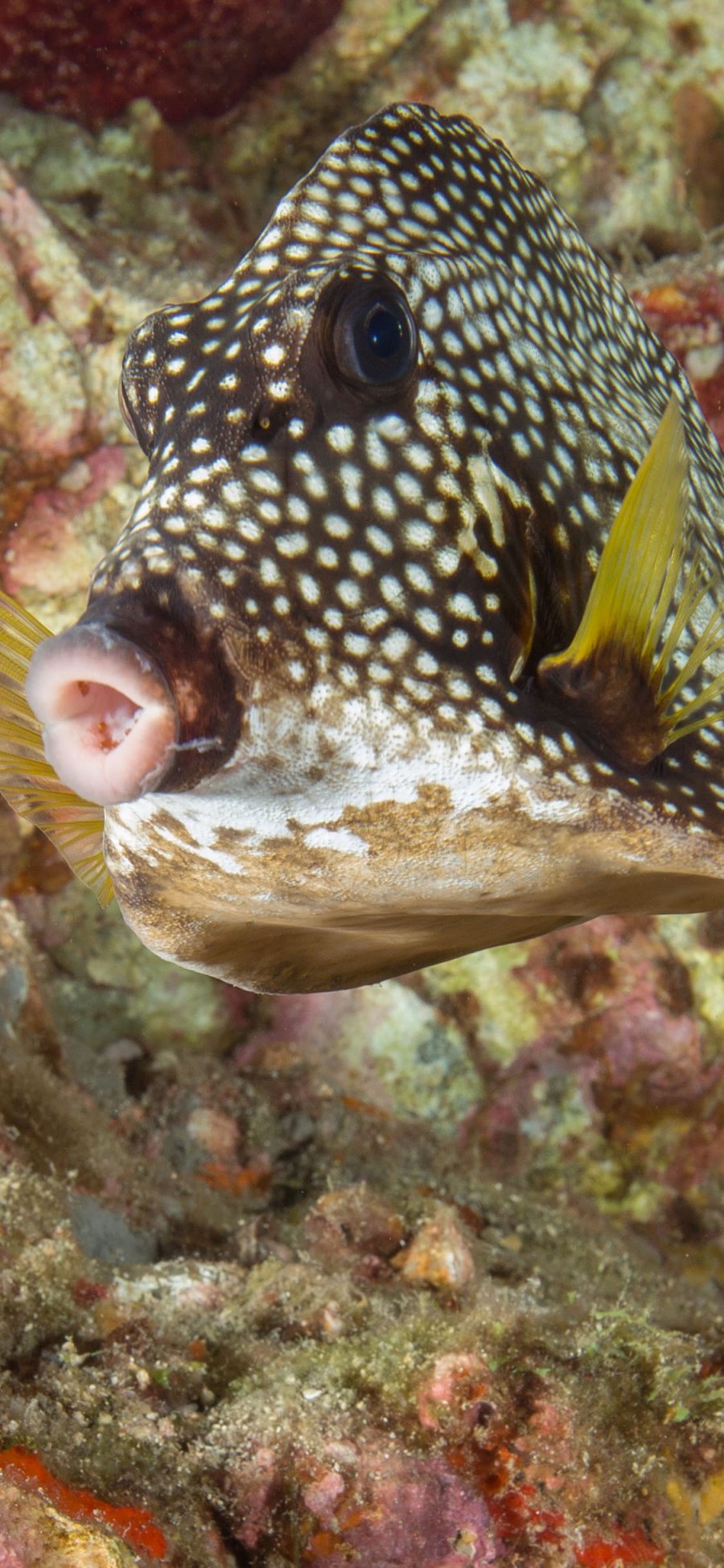 [2436×1125]海洋生物 海鱼 刺鲀 斑点 苹果手机壁纸图片