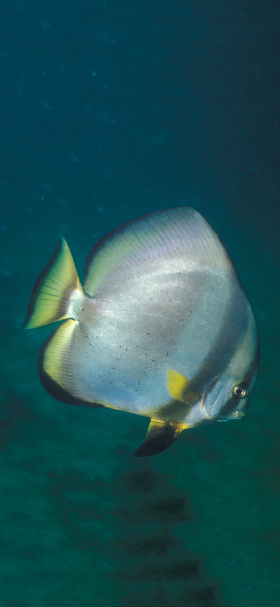 [2436×1125]海洋生物 海鱼 短翅蝙蝠鱼 苹果手机壁纸图片