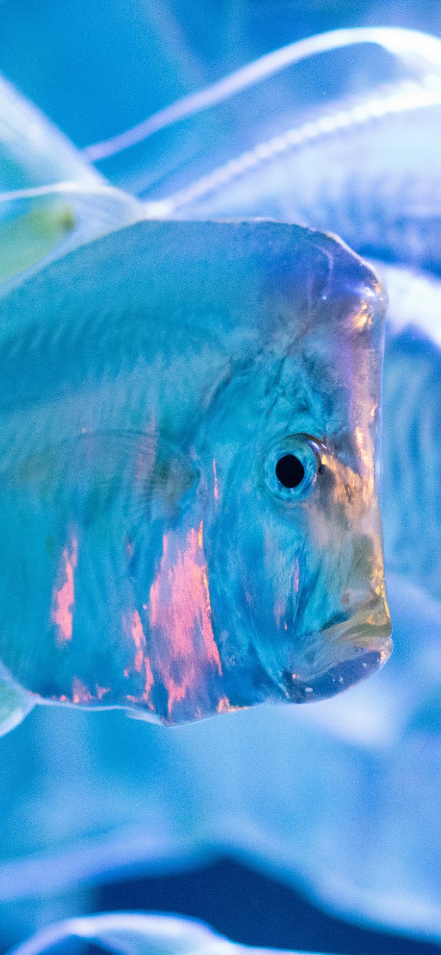 [2436×1125]海洋生物 海鱼 观赏 饲养 苹果手机壁纸图片