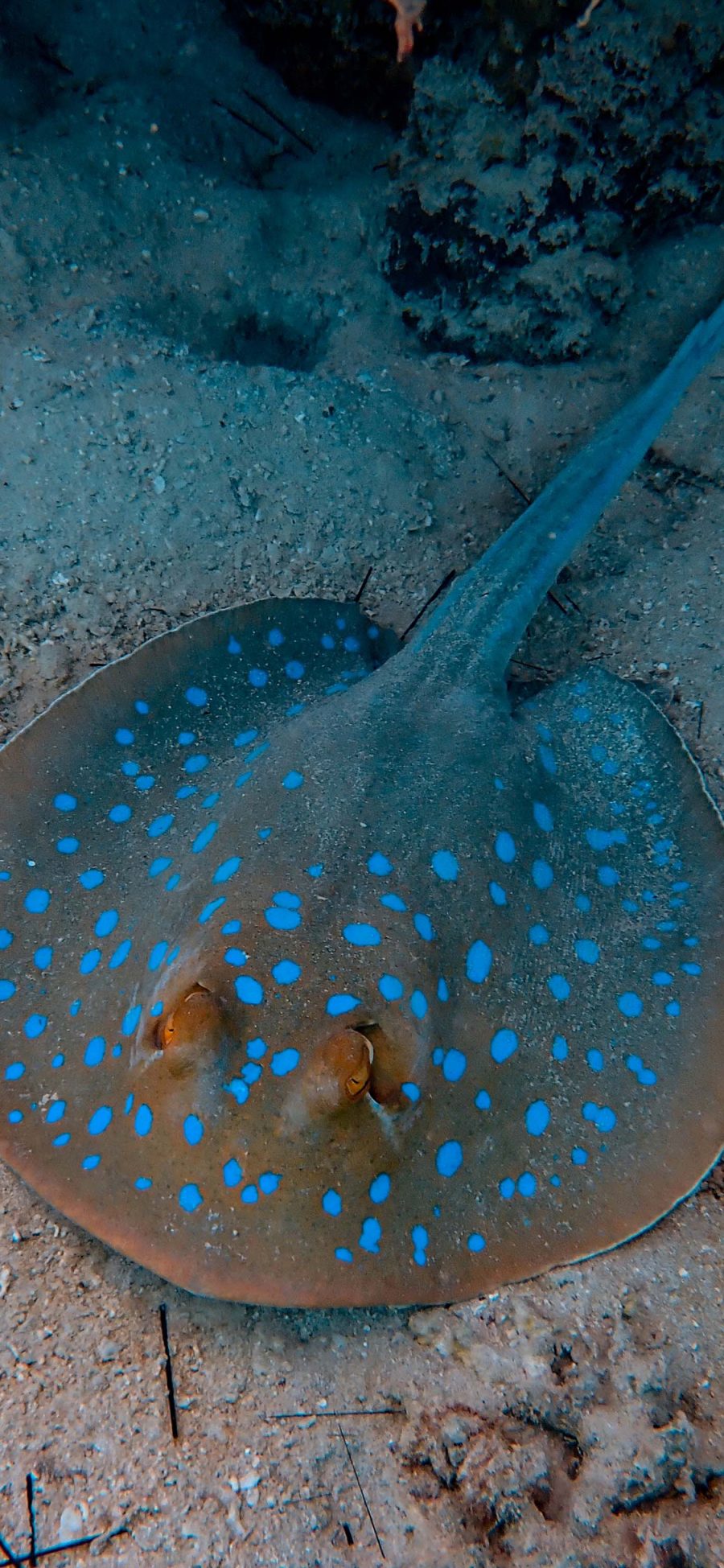 [2436×1125]海洋生物 海鱼 魔鬼鱼 斑点 苹果手机壁纸图片