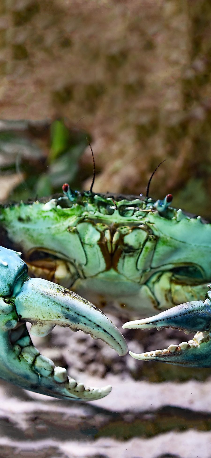 [2436×1125]海洋生物 海鲜 螃蟹 大钳子 苹果手机壁纸图片