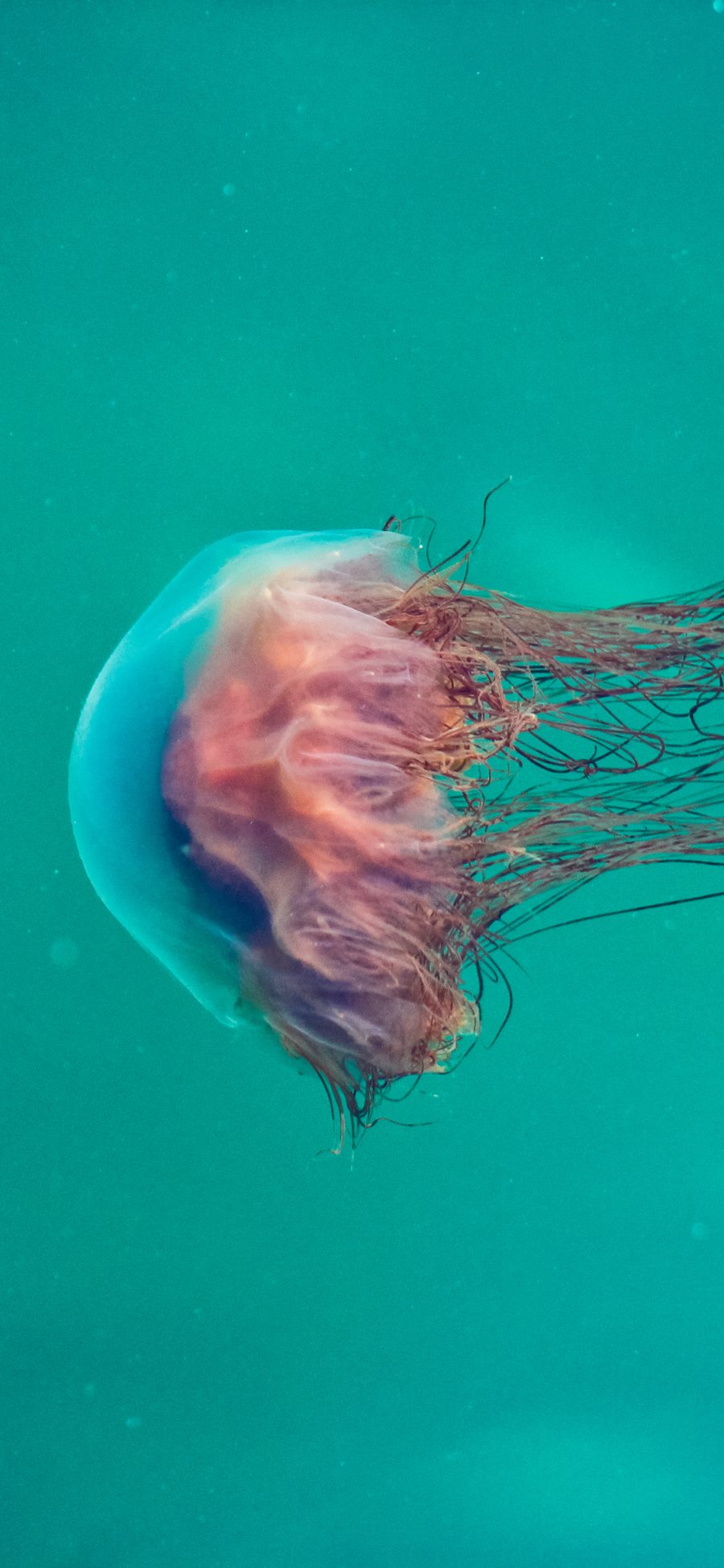 [2436×1125]海洋生物 漂浮 水母 苹果手机壁纸图片