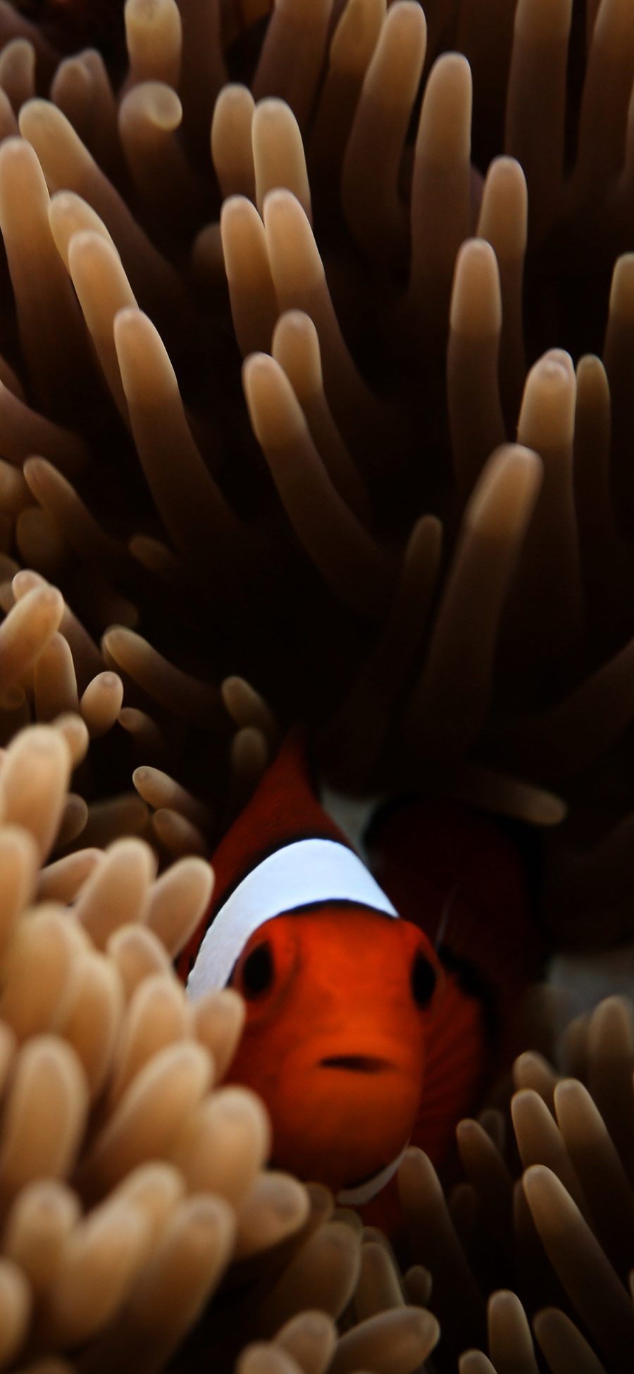 [2436×1125]海洋生物 珊瑚群 小丑鱼 苹果手机壁纸图片