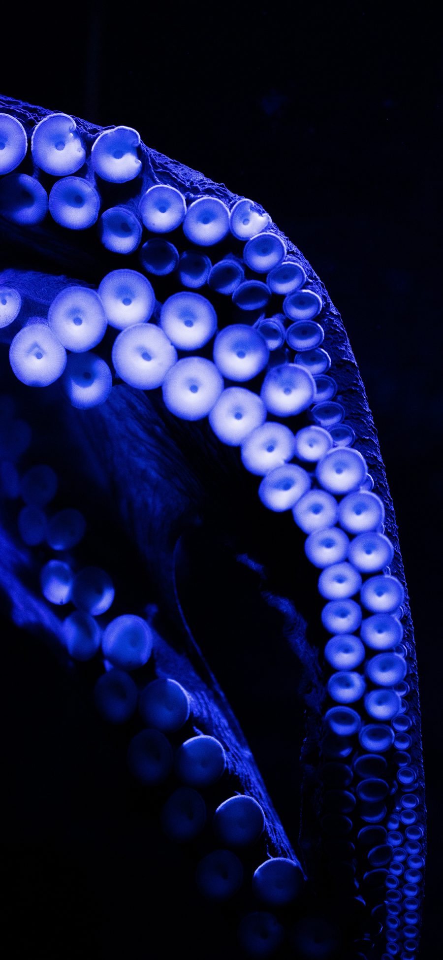 [2436×1125]海洋生物 章鱼 触脚 吸盘 苹果手机壁纸图片