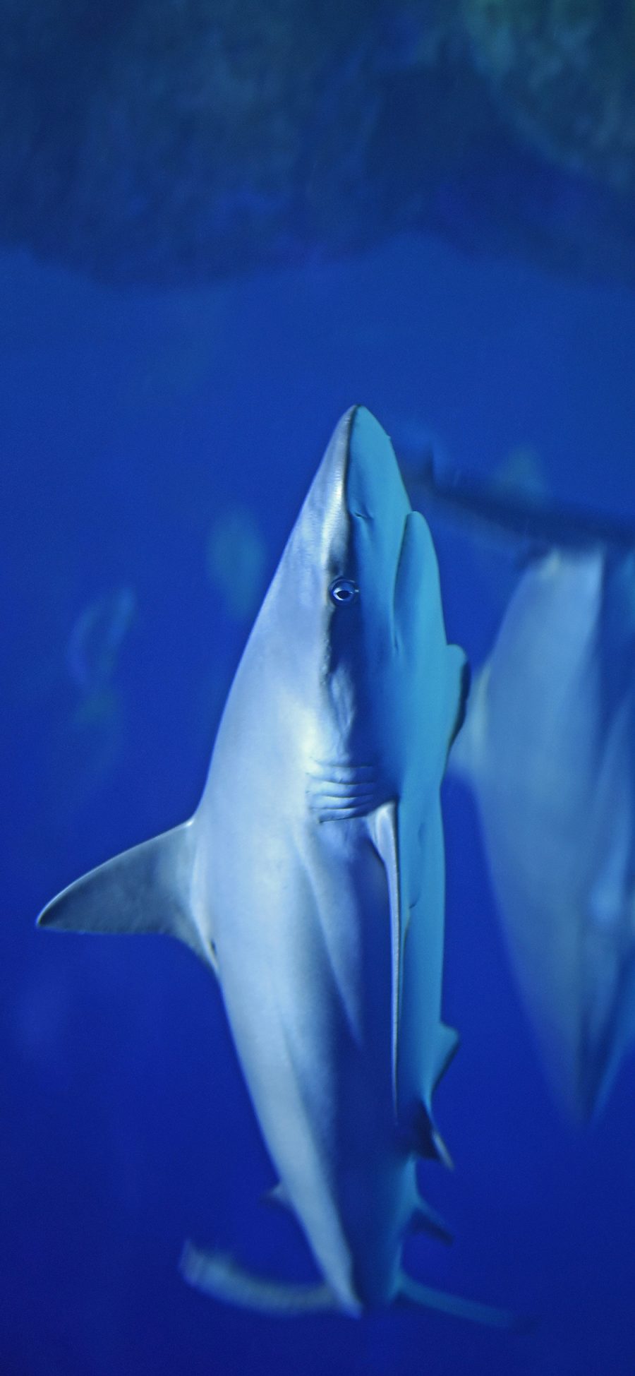 [2436×1125]海洋生物 鲨鱼 小鲨鱼 苹果手机壁纸图片
