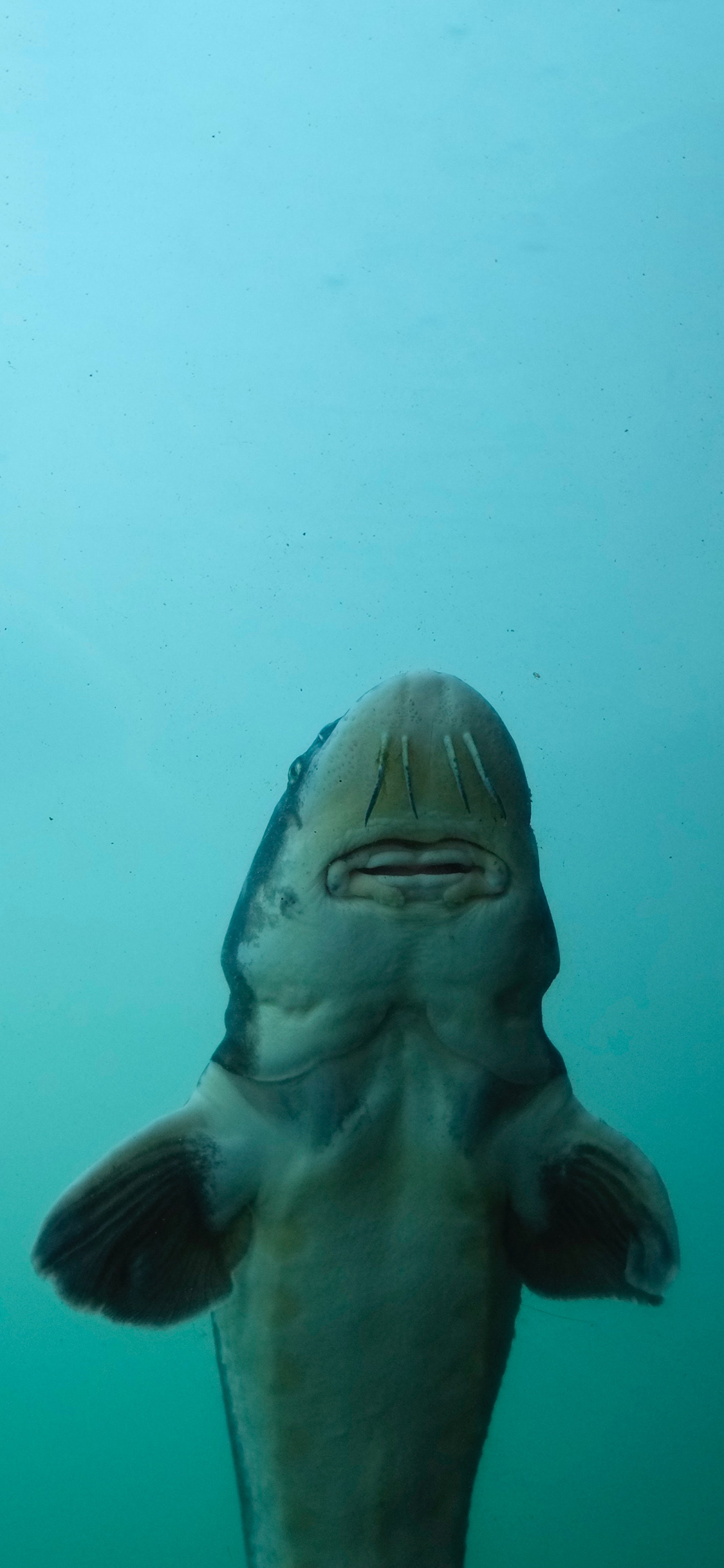 [2436×1125]海洋生物 鲸鲨 海鱼 庞大 苹果手机壁纸图片