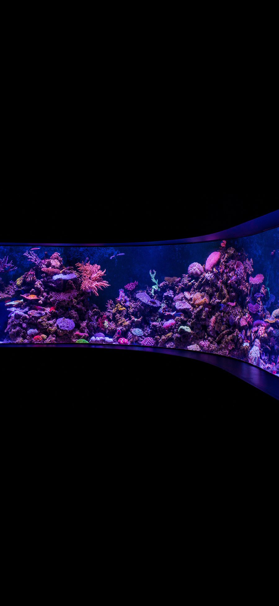 [2436×1125]海洋馆 水族箱 珊瑚 海鱼 苹果手机壁纸图片