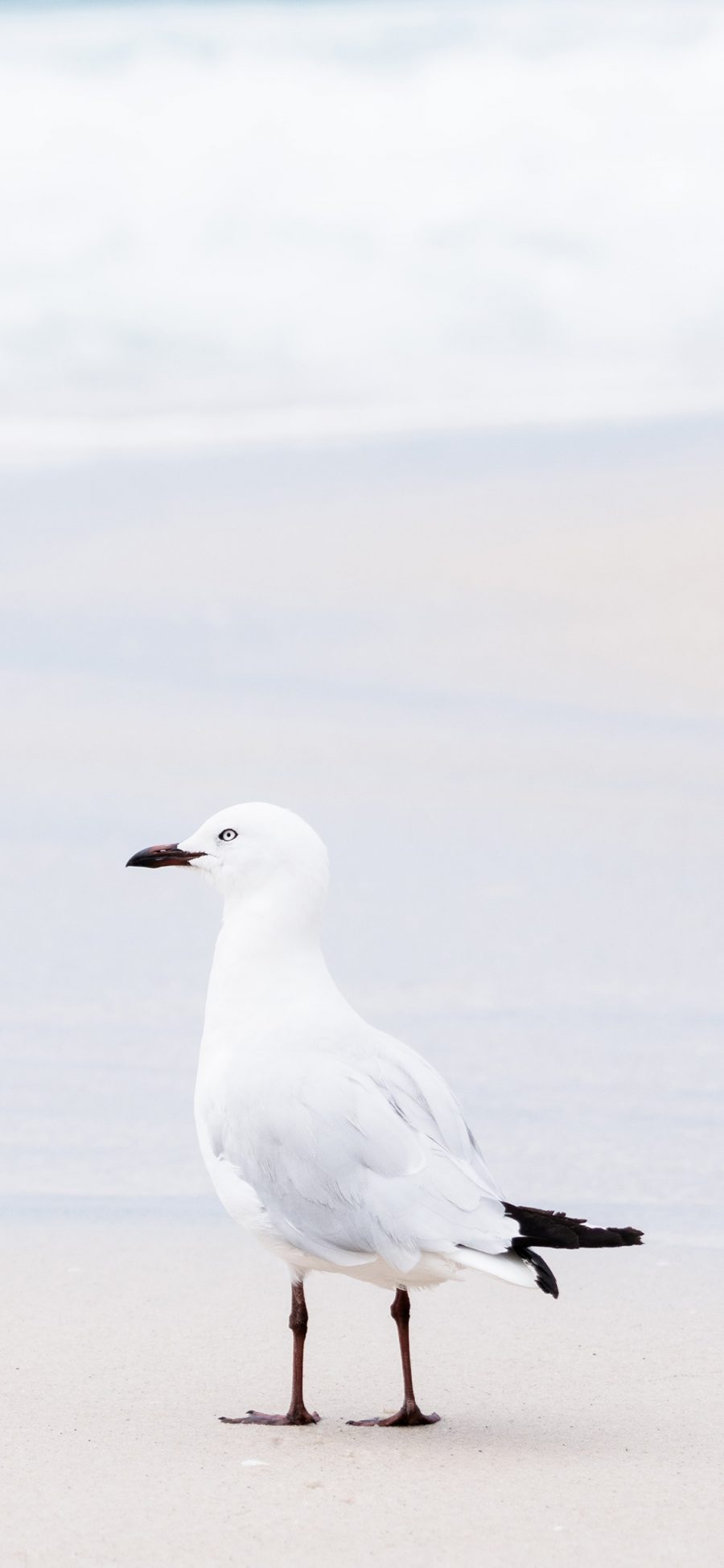 [2436×1125]海滩 候鸟 海鸥 白色 苹果手机壁纸图片