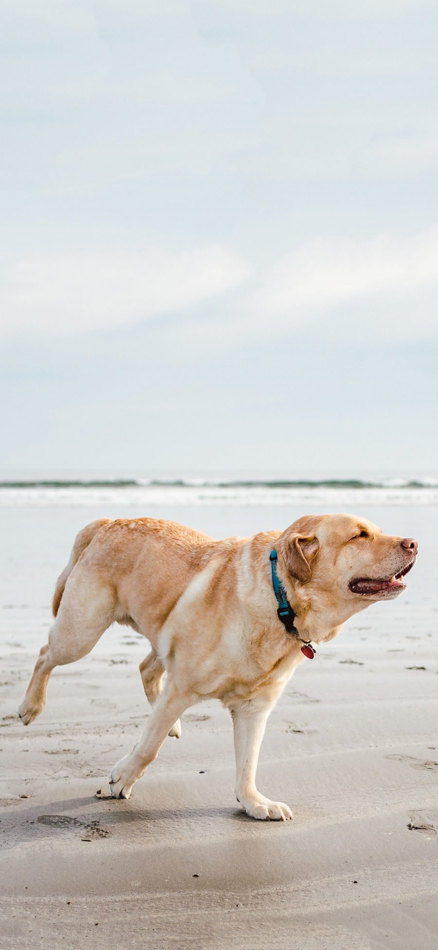 [2436×1125]海滩 宠物狗 拉布拉多犬 苹果手机壁纸图片