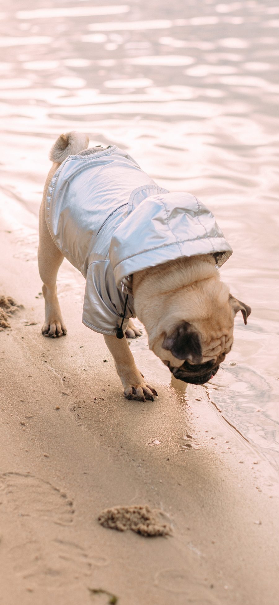 [2436×1125]海滩 沙滩 巴哥犬 宠物 汪星人 苹果手机壁纸图片