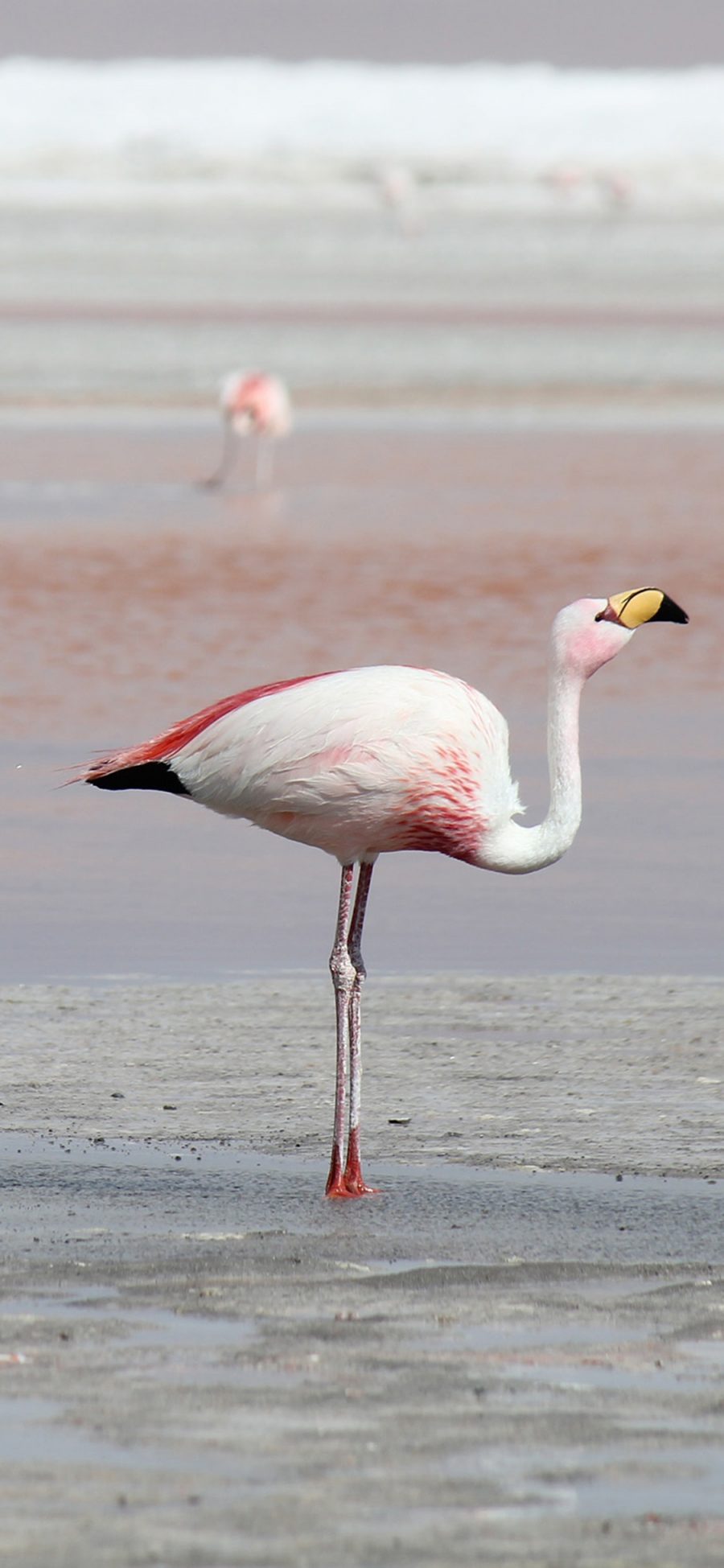 [2436×1125]海滩 火烈鸟 保护动物 粉色 苹果手机壁纸图片