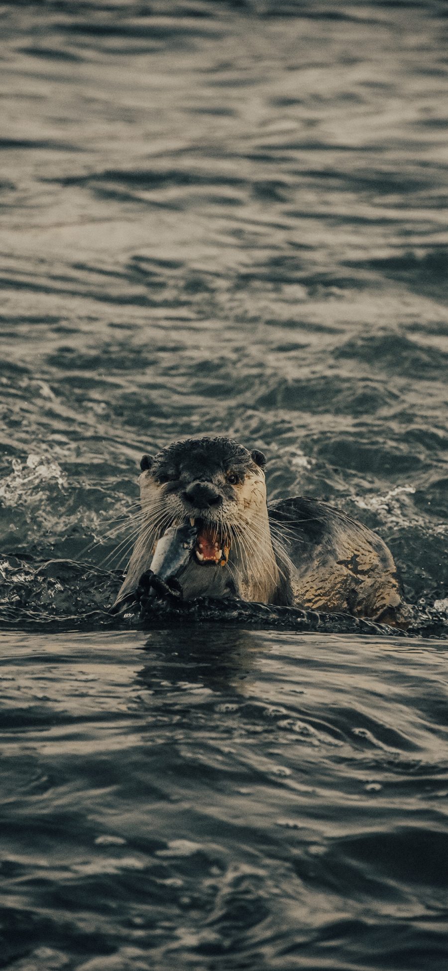 [2436×1125]海狮 海水 捕食 海洋 苹果手机壁纸图片