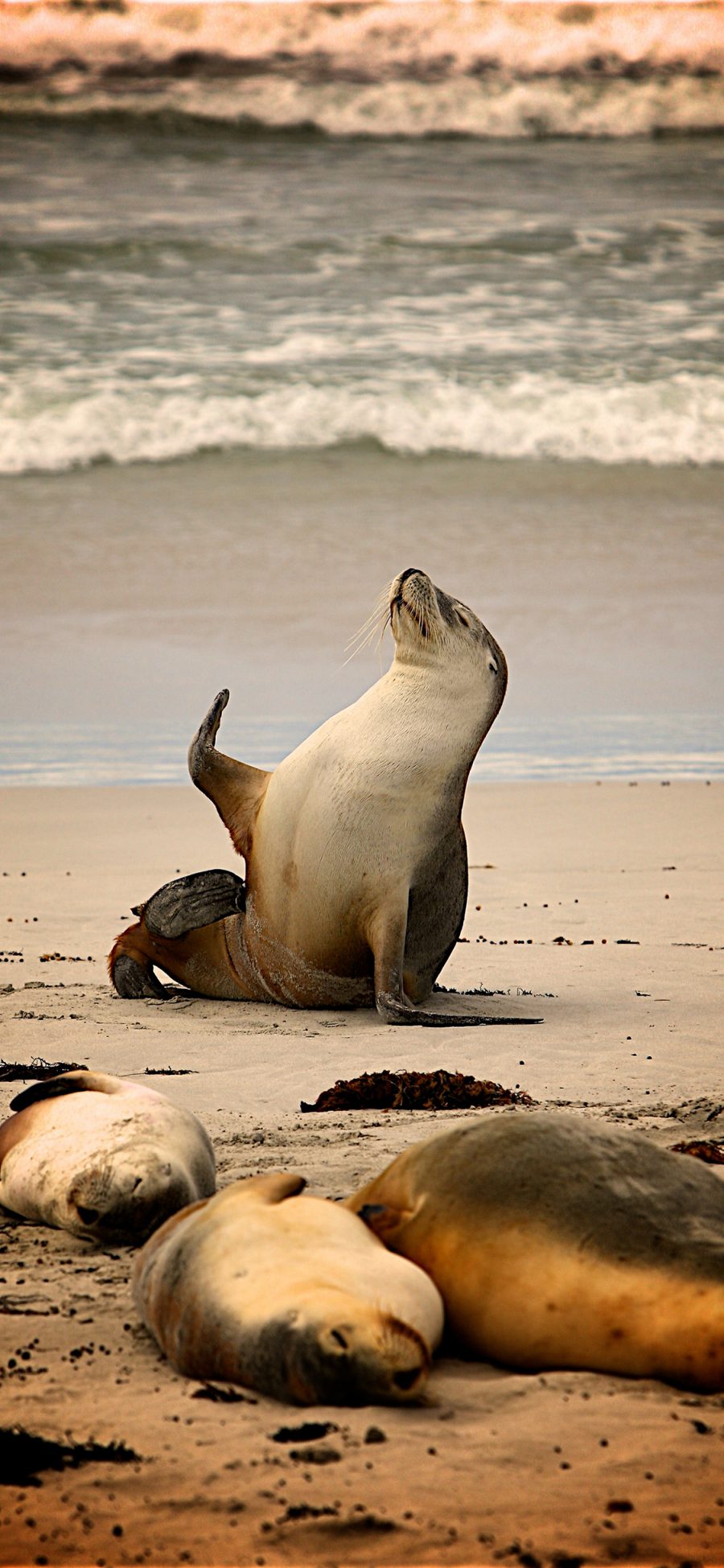 [2436×1125]海狮 海洋生物 沙滩 大海 苹果手机壁纸图片