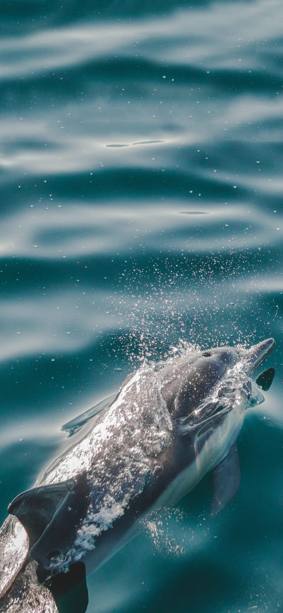 [2436×1125]海绵 浪花 海豚 保护动物 苹果手机壁纸图片