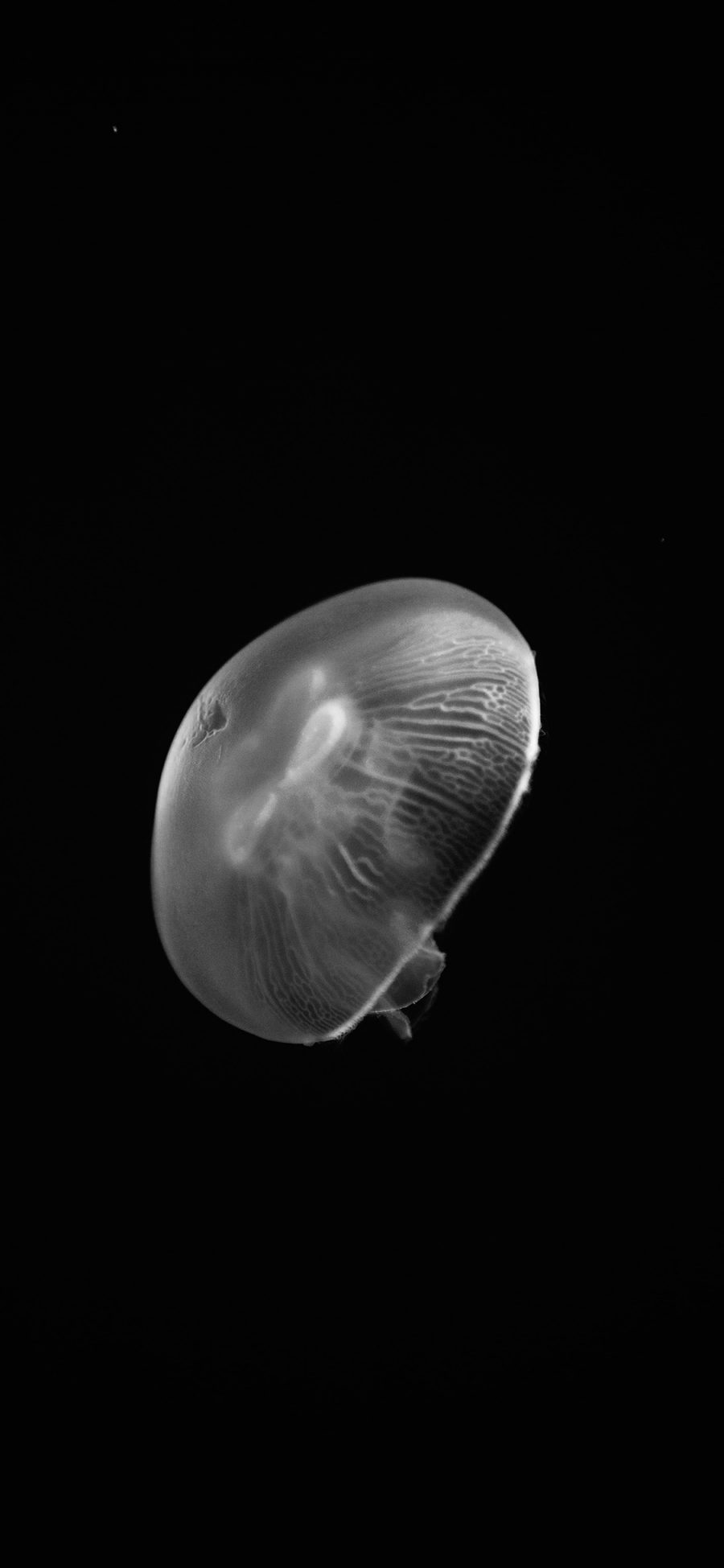 [2436×1125]海蜇 水母 海洋生物 苹果手机壁纸图片
