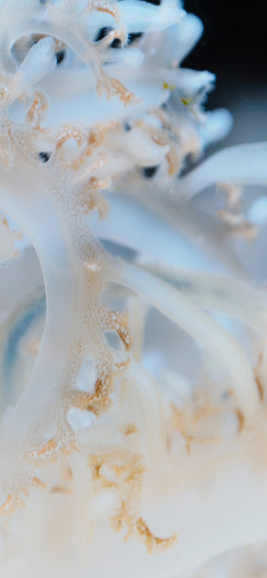 [2436×1125]海蜇 腔肠动物 无脊椎 海底 苹果手机壁纸图片