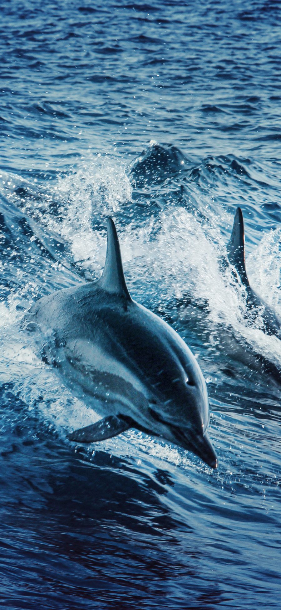 [2436×1125]海豚 大海 海浪 跳跃 苹果手机壁纸图片