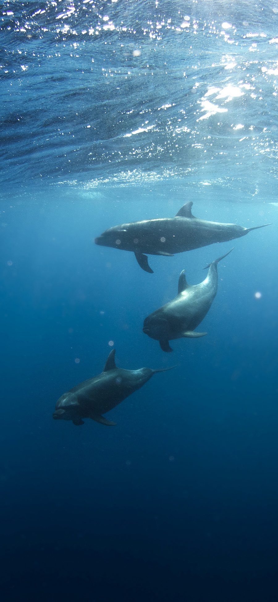 [2436×1125]海豚 海底 海洋生物 游动 苹果手机壁纸图片