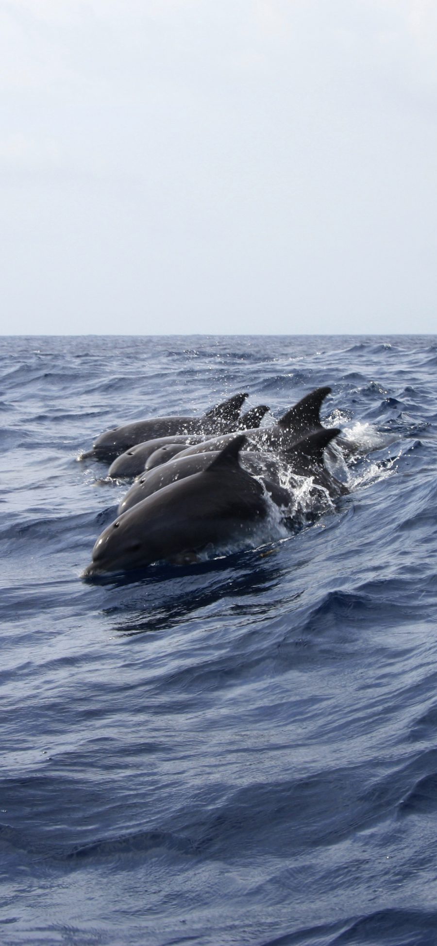 [2436×1125]海豚 海洋 大海 跳跃 海水 蓝色 苹果手机壁纸图片