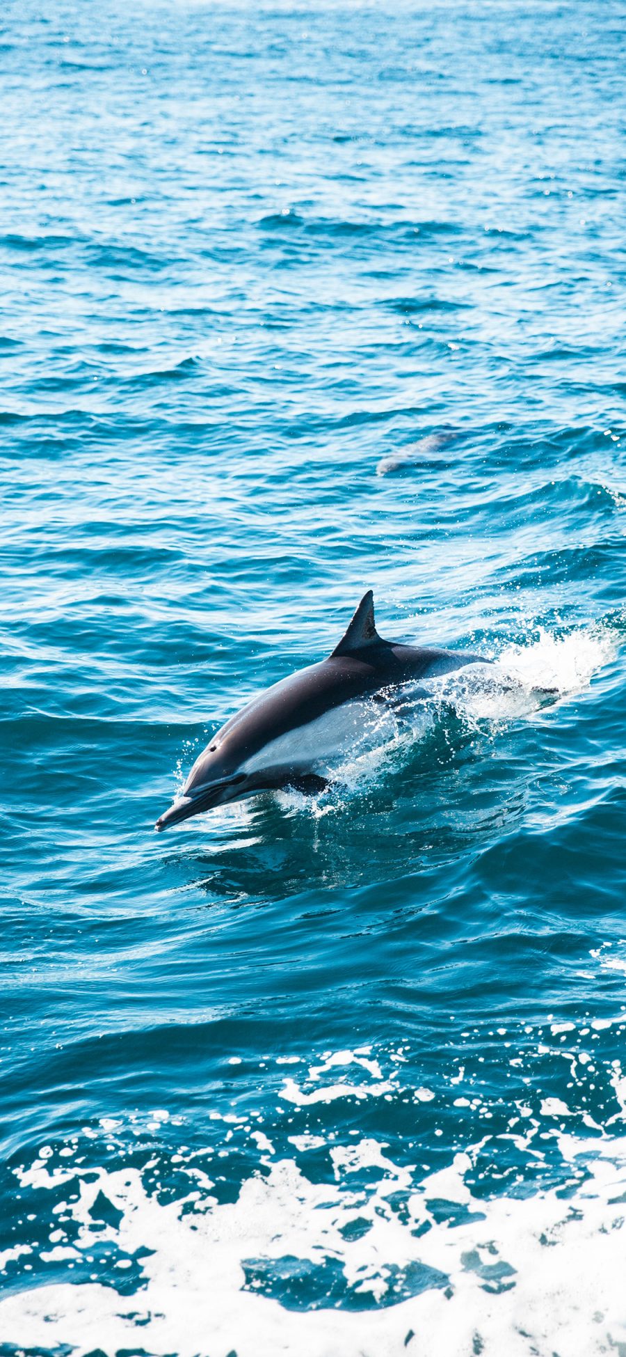 [2436×1125]海豚 海洋 海浪 跳跃 苹果手机壁纸图片