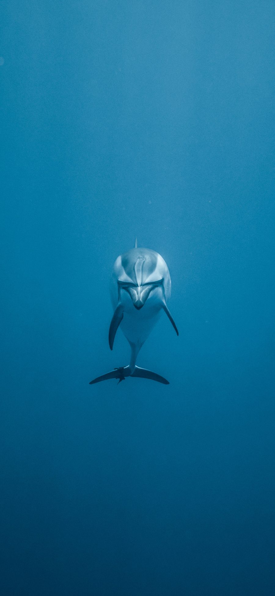 [2436×1125]海豚 海洋生物 哺乳动物 苹果手机壁纸图片