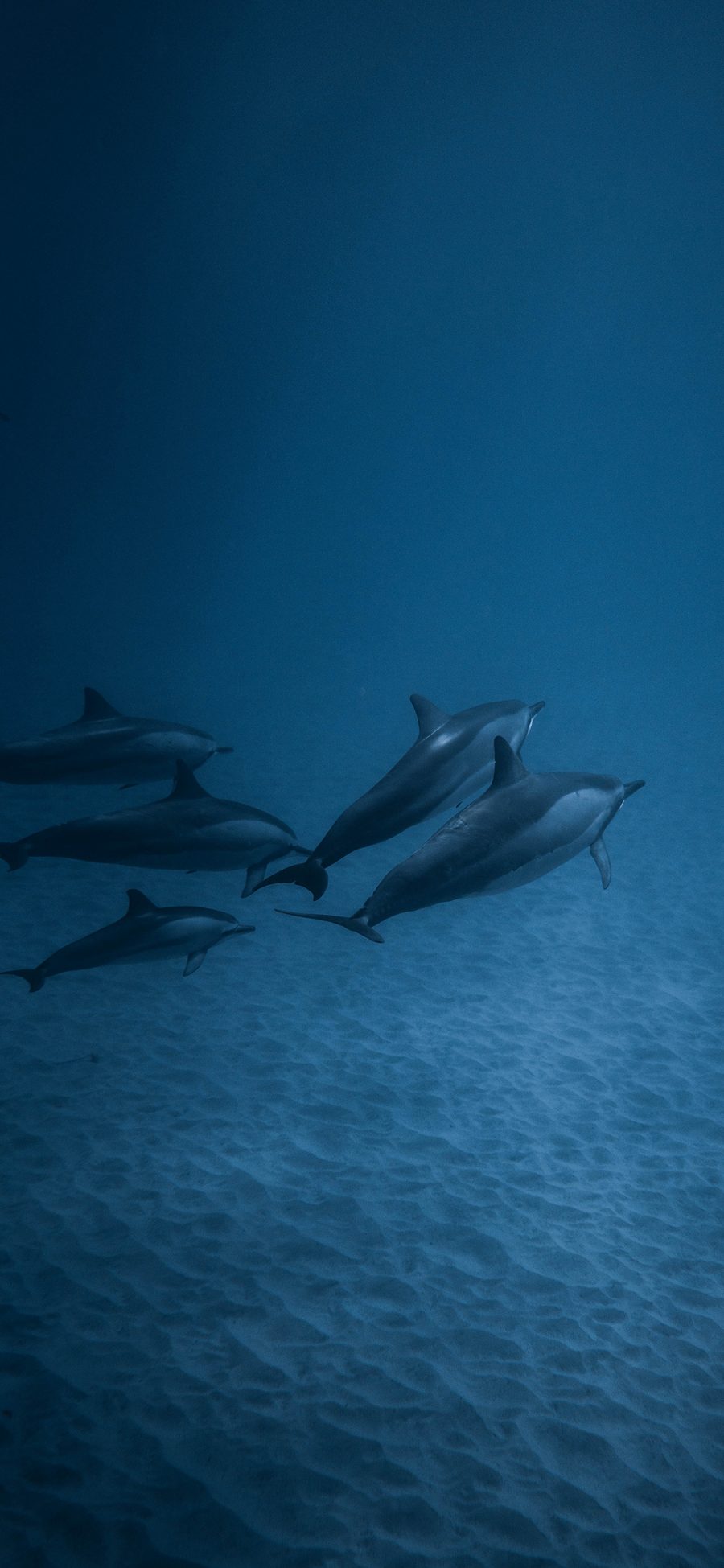 [2436×1125]海豚 海洋生物 大海 蓝色 海底 苹果手机壁纸图片