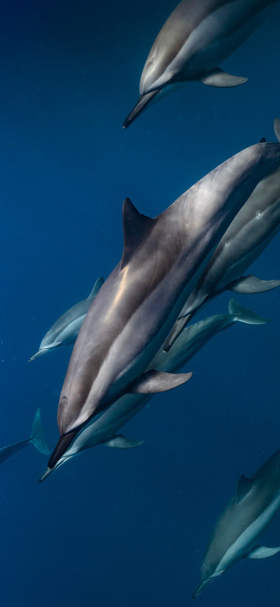 [2436×1125]海豚 海洋生物 大海 蓝色 海底 种群 苹果手机壁纸图片