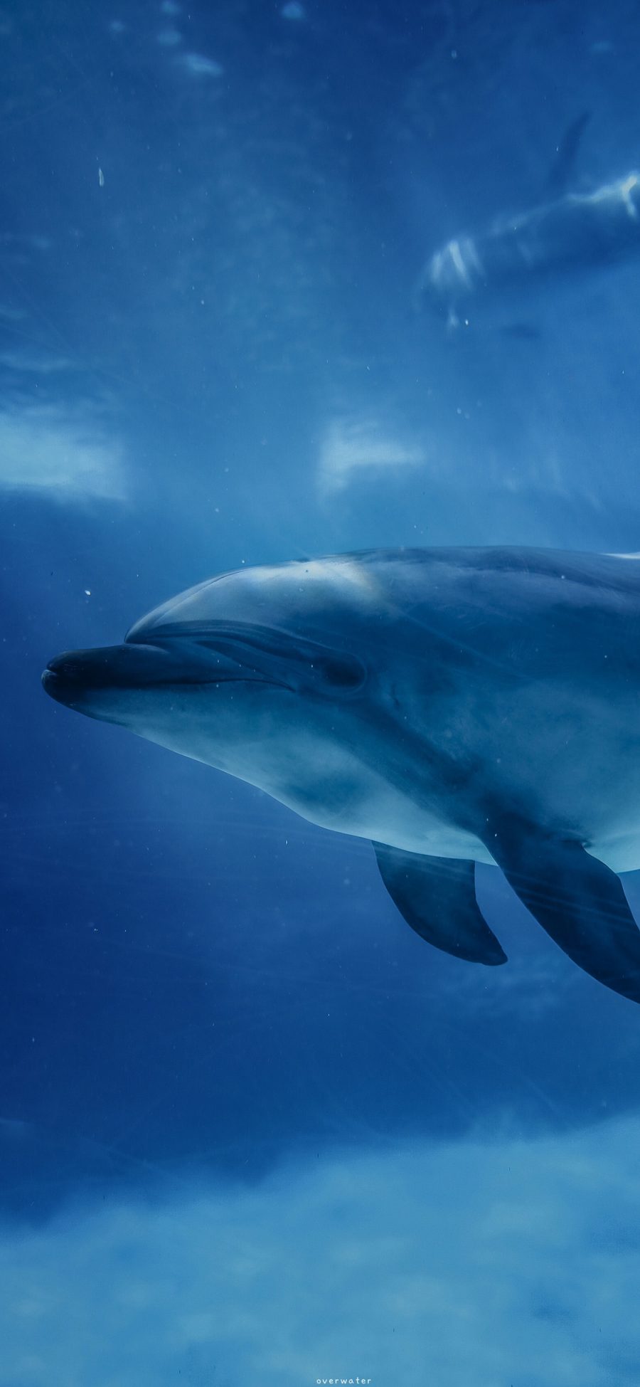 [2436×1125]海豚 海洋生物 海底 蓝色 （取自微博：overwater） 苹果手机壁纸图片