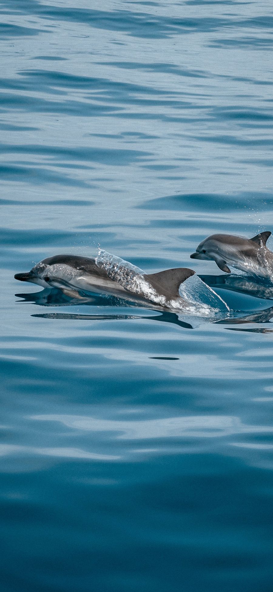 [2436×1125]海豚 海洋生物 海水 大海 苹果手机壁纸图片