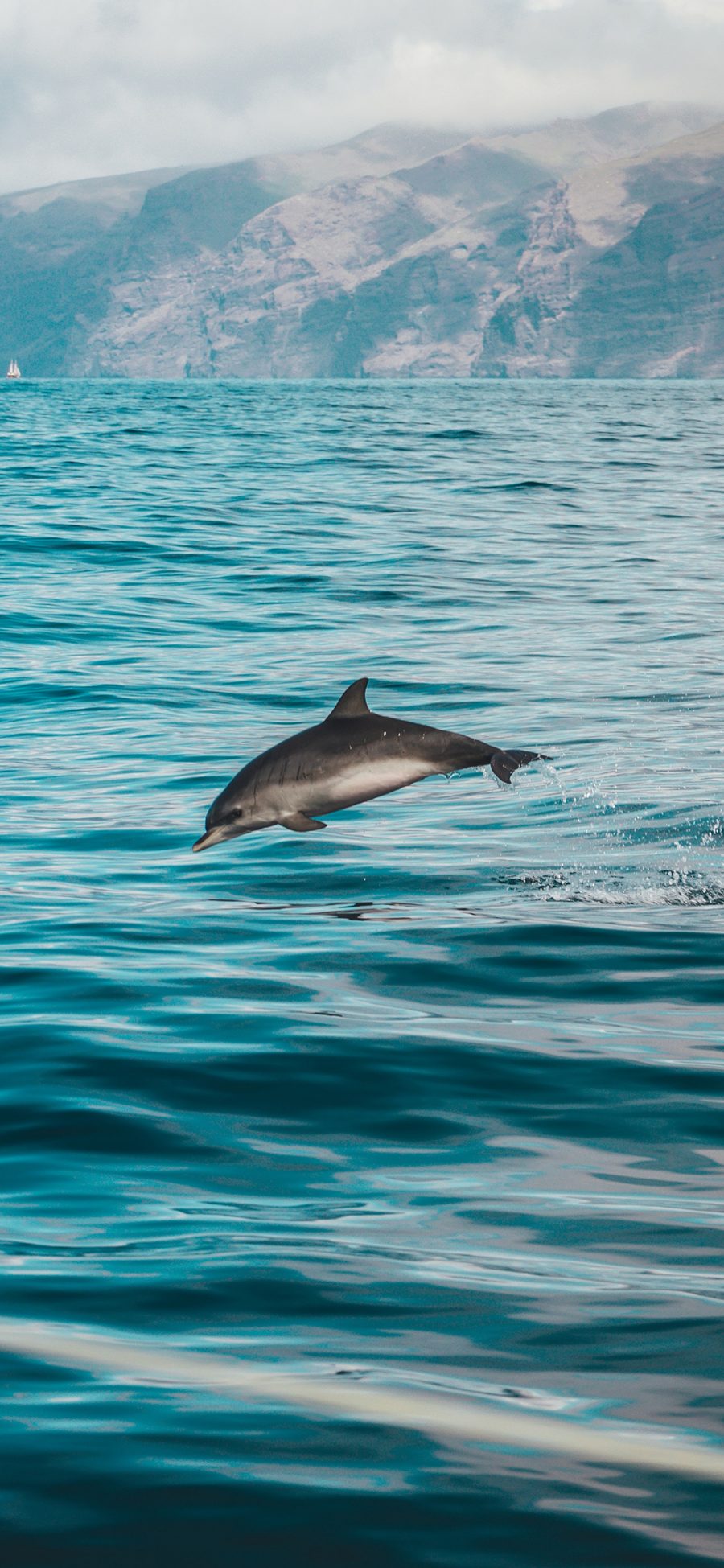 [2436×1125]海豚 海洋生物 海水 跳跃 海面 苹果手机壁纸图片