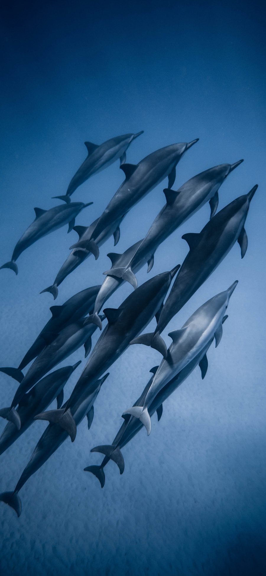 [2436×1125]海豚 海洋生物 游动 种群 海底 苹果手机壁纸图片