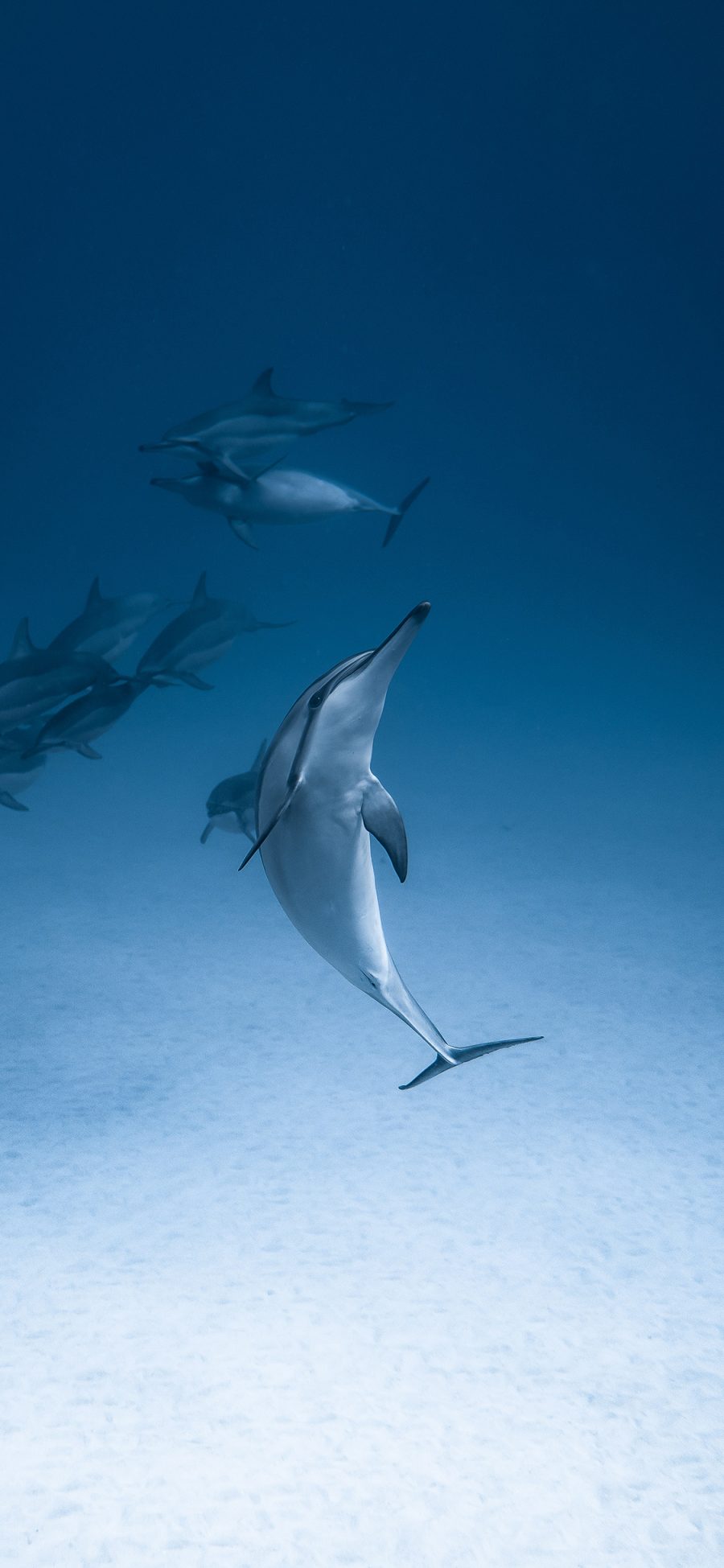 [2436×1125]海豚 海洋生物 蓝色 海底 苹果手机壁纸图片