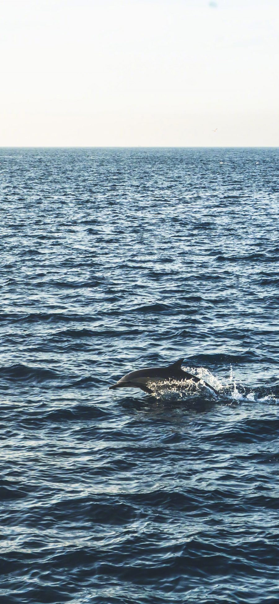 [2436×1125]海豚 海洋生物 跳跃 大海 海面 苹果手机壁纸图片