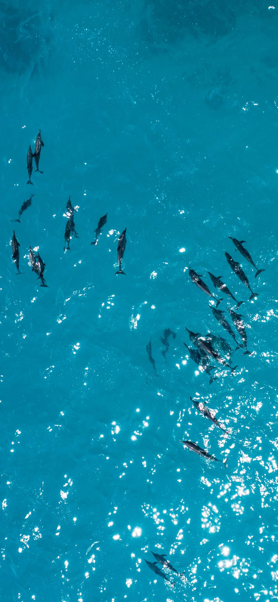 [2436×1125]海豚 蓝色 海洋生物 大海 种群 苹果手机壁纸图片