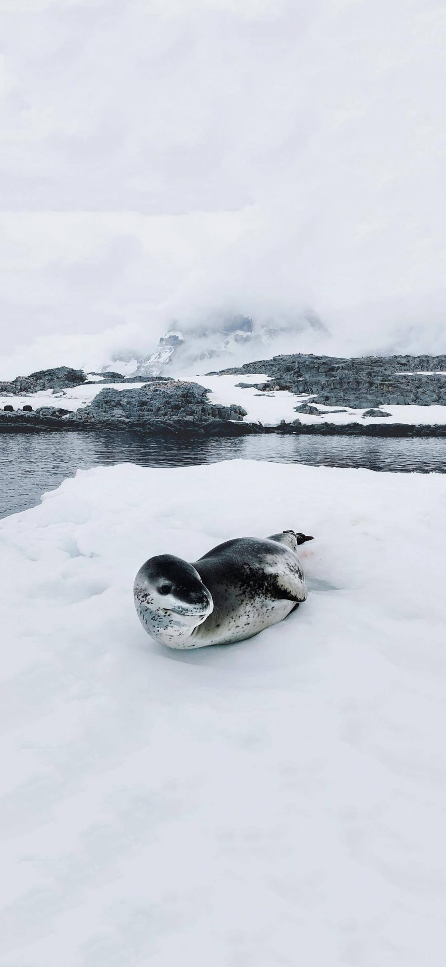 [2436×1125]海豹 南极 冰 斑纹 苹果手机壁纸图片