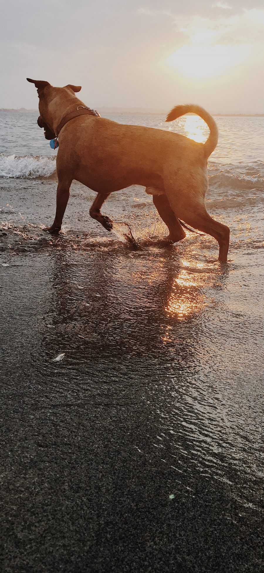 [2436×1125]海边 夕阳 宠物 犬类 狗 苹果手机壁纸图片