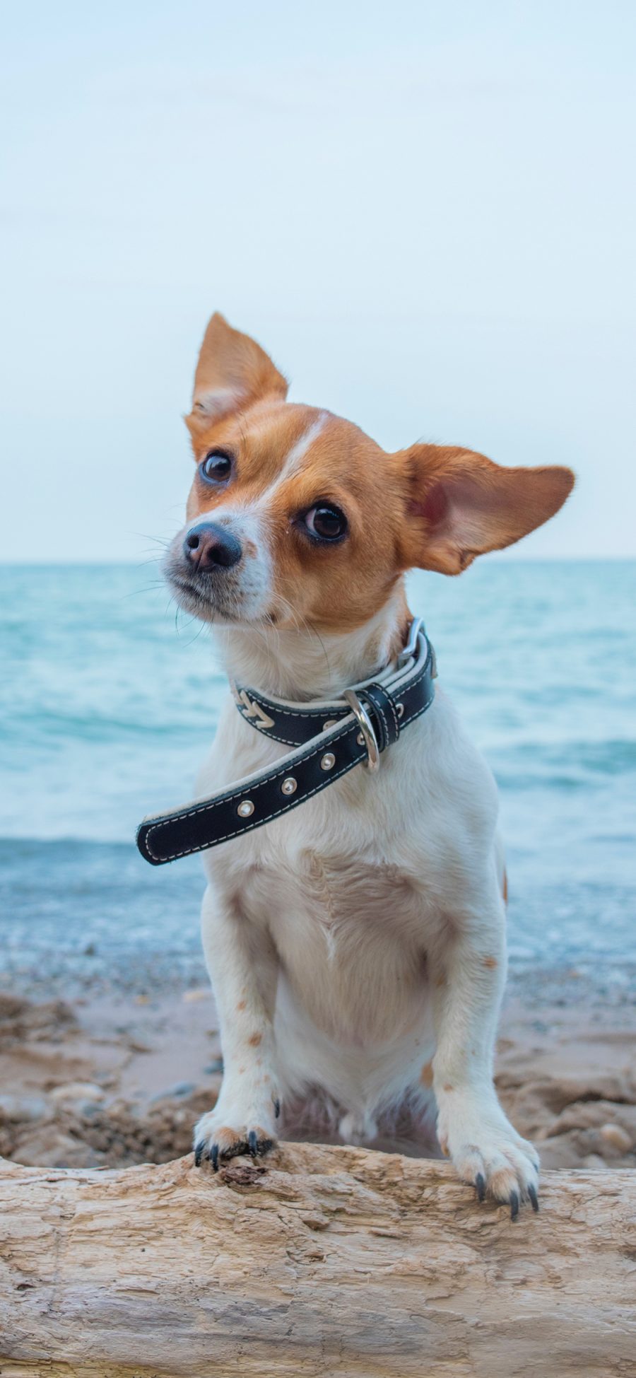 [2436×1125]海边 宠物狗 写真 可爱 吉娃娃 苹果手机壁纸图片