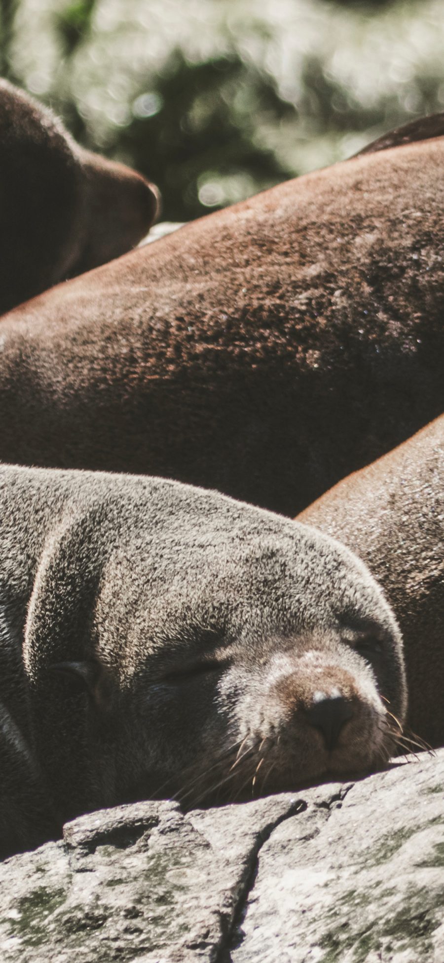 [2436×1125]海边岩石 海豹 幼年 睡觉 苹果手机壁纸图片