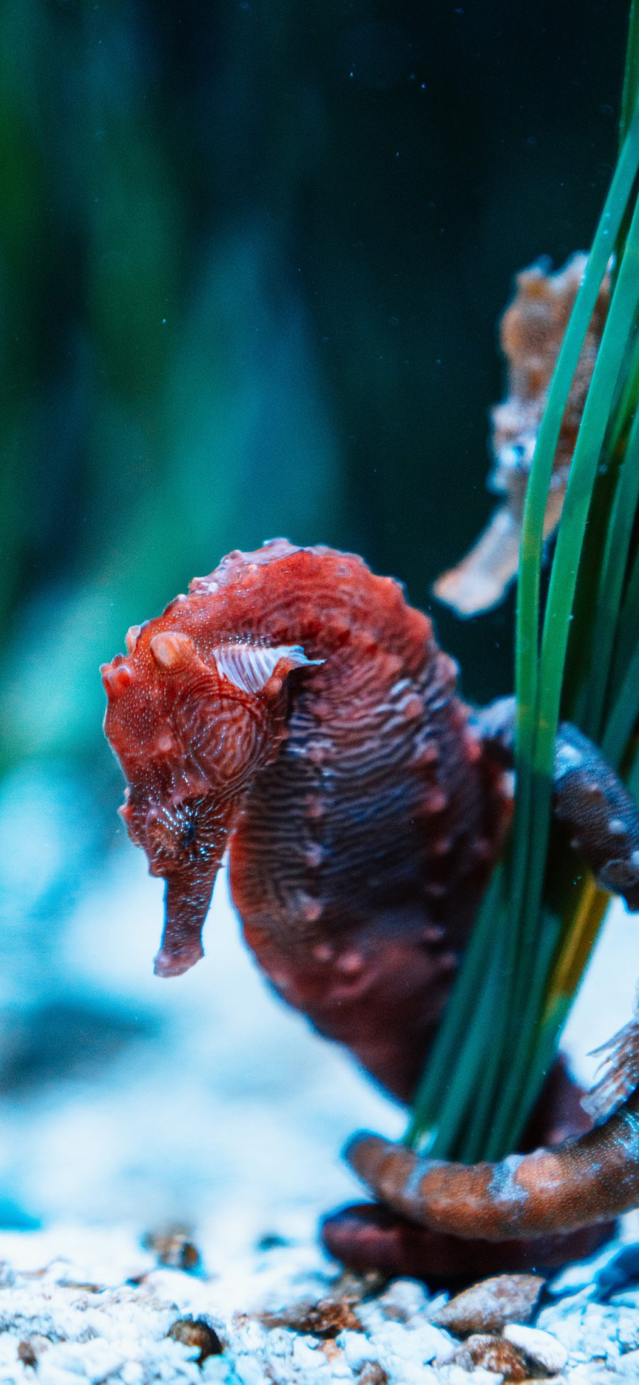 [2436×1125]海马 海洋生物 交尾 苹果手机壁纸图片