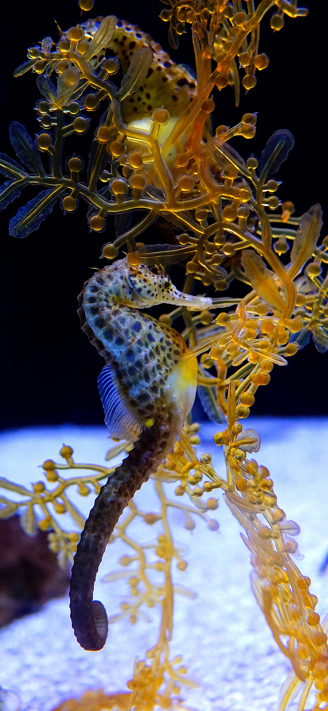 [2436×1125]海马 海洋生物 海洋 珊瑚 苹果手机壁纸图片