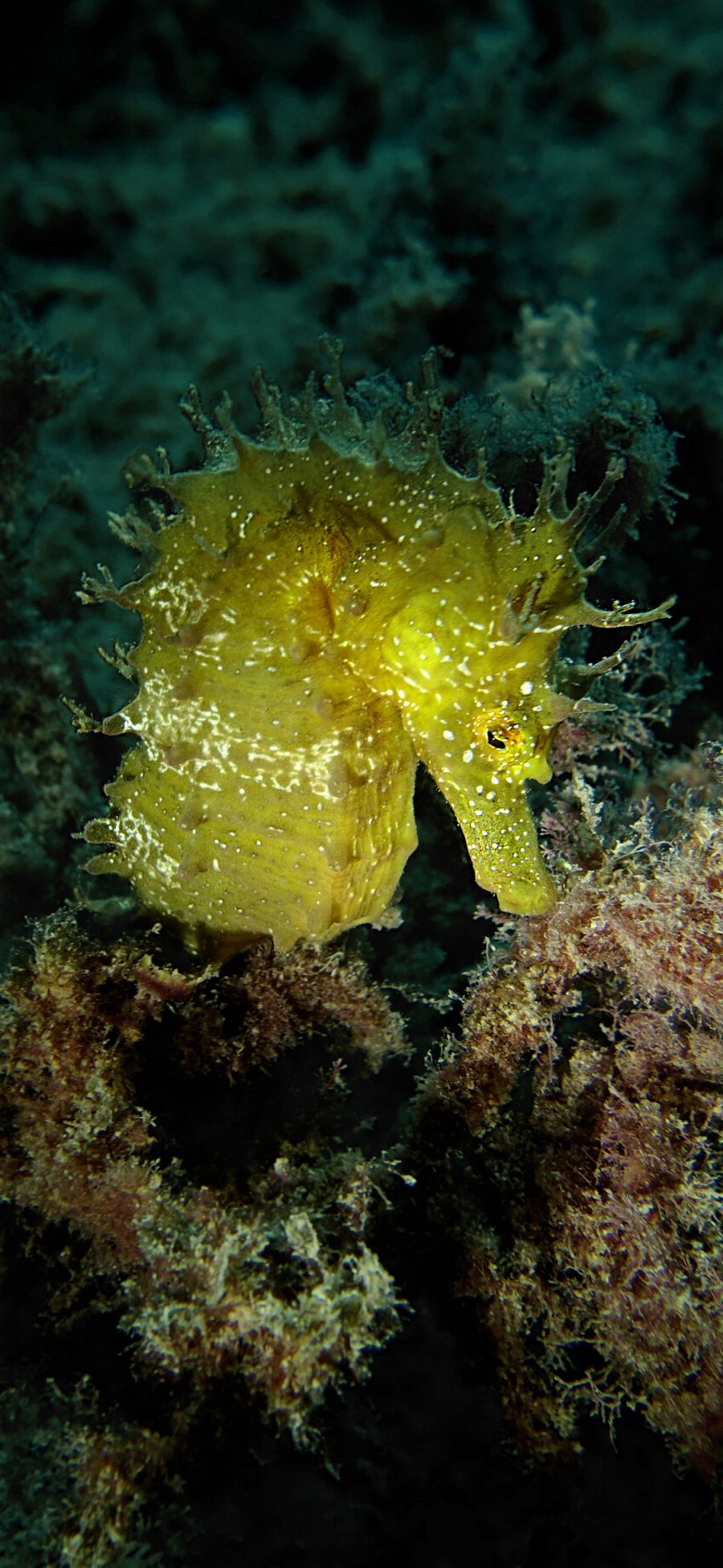 [2436×1125]海马 海洋生物 珊瑚 苹果手机壁纸图片