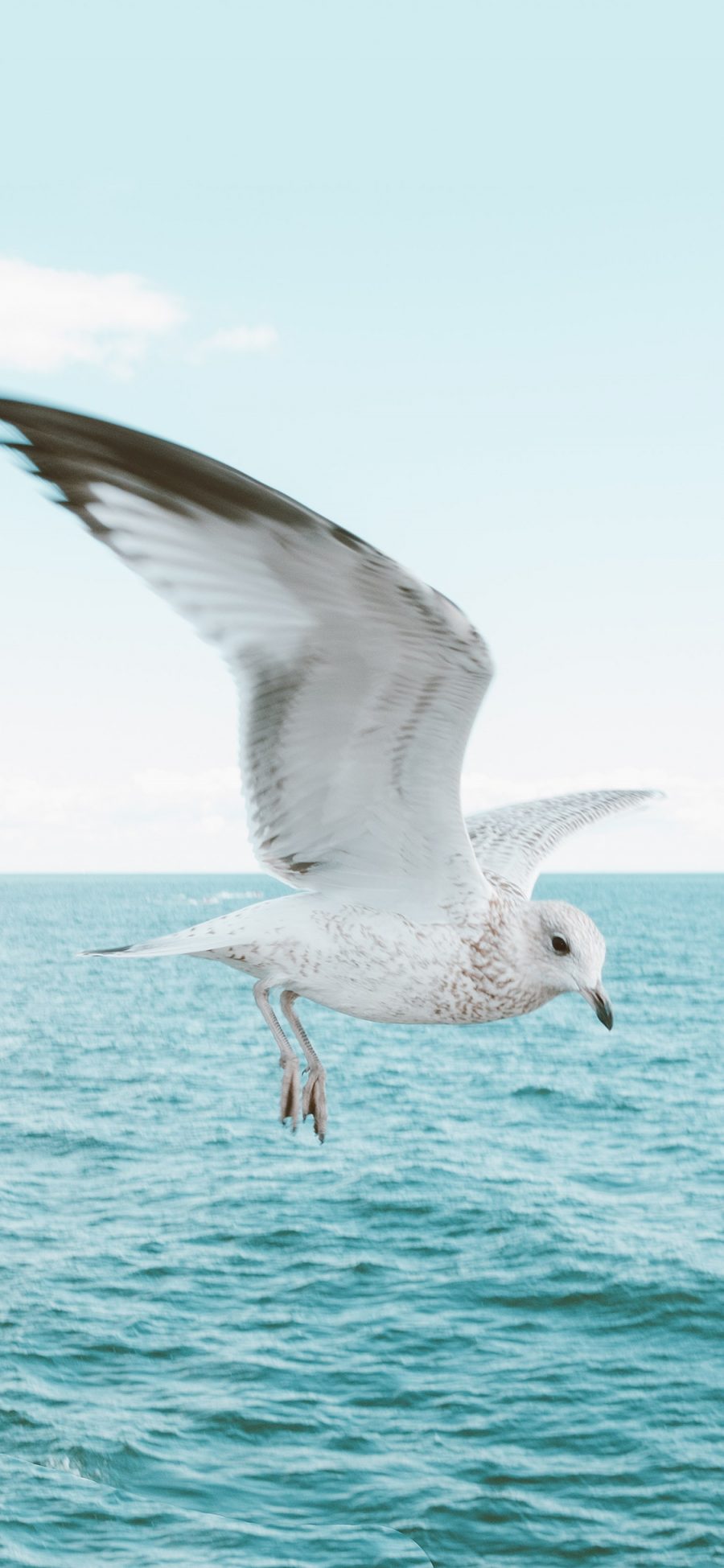 [2436×1125]海鸟 翅膀 飞翔 大海 海上 海洋 苹果手机壁纸图片