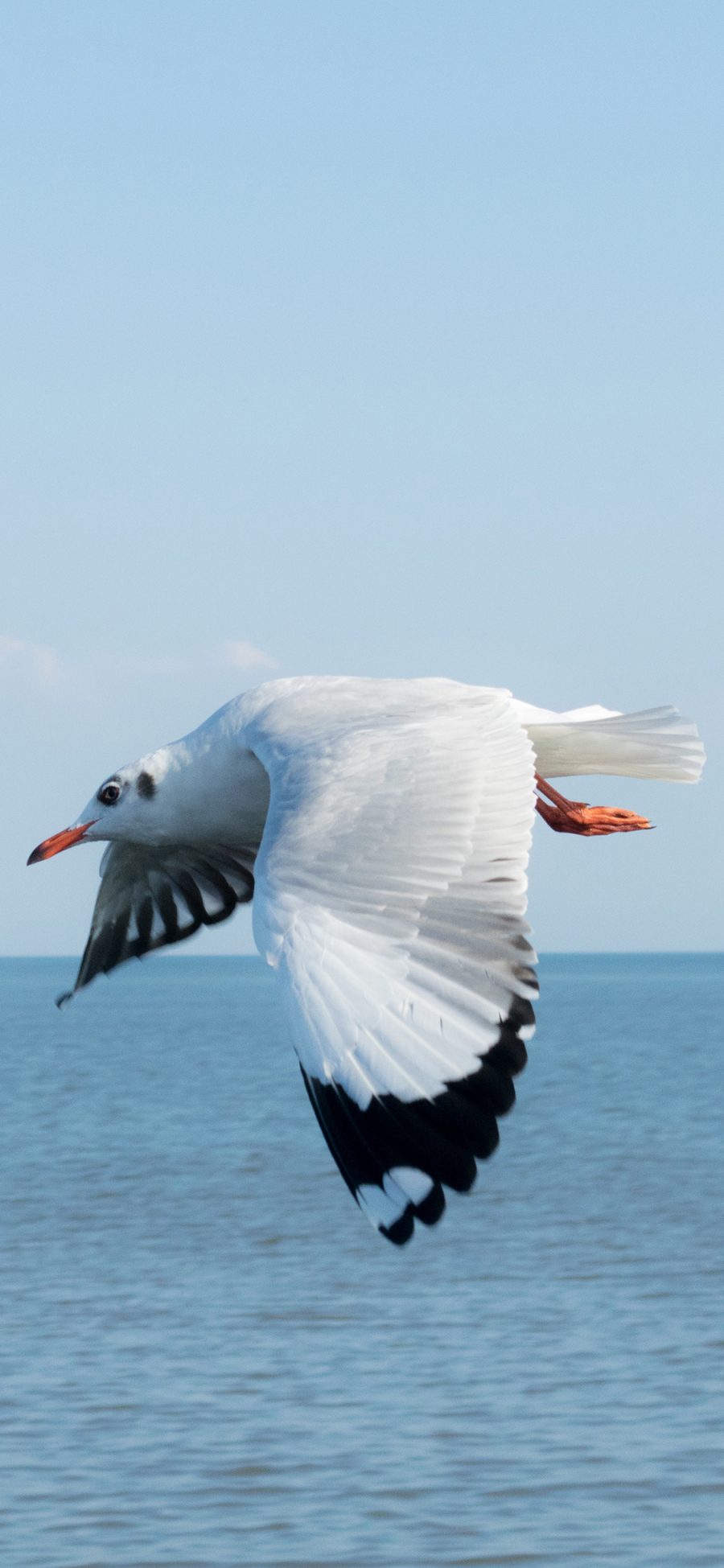 [2436×1125]海鸥 海 天空 鸟 蓝色 野生 飞 水 苹果手机壁纸图片