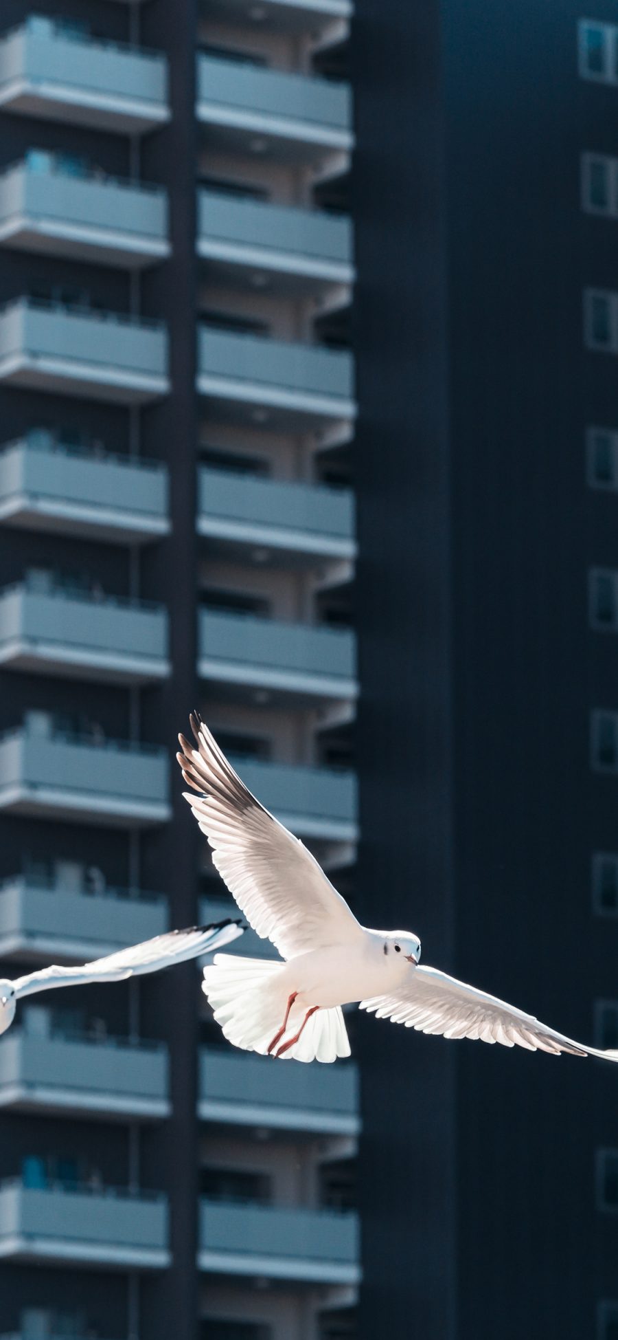 [2436×1125]海鸥 飞翔 翅膀 鸟 建筑 苹果手机壁纸图片