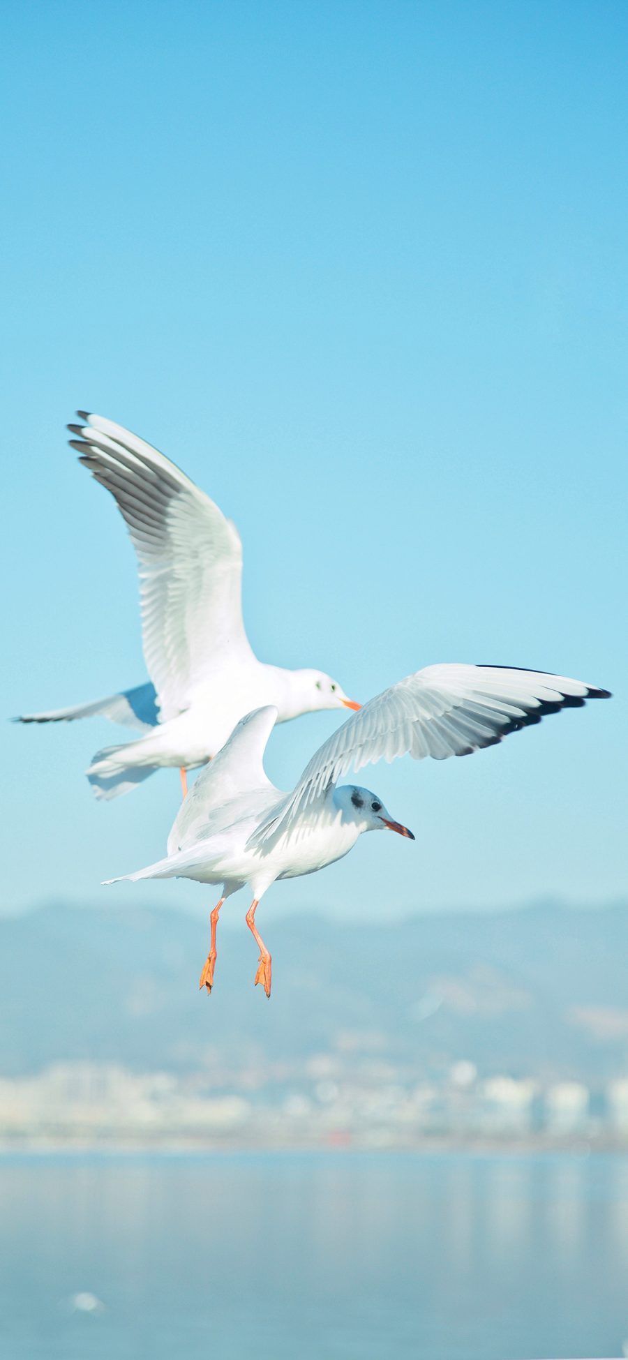 [2436×1125]海鸥 鸟 大海 翅膀 飞翔 苹果手机壁纸图片