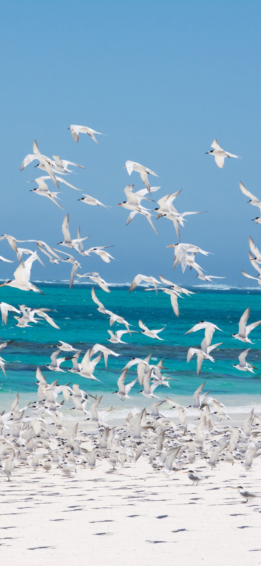 [2436×1125]海鸥 鸟 大海 蓝色 飞翔 苹果手机壁纸图片