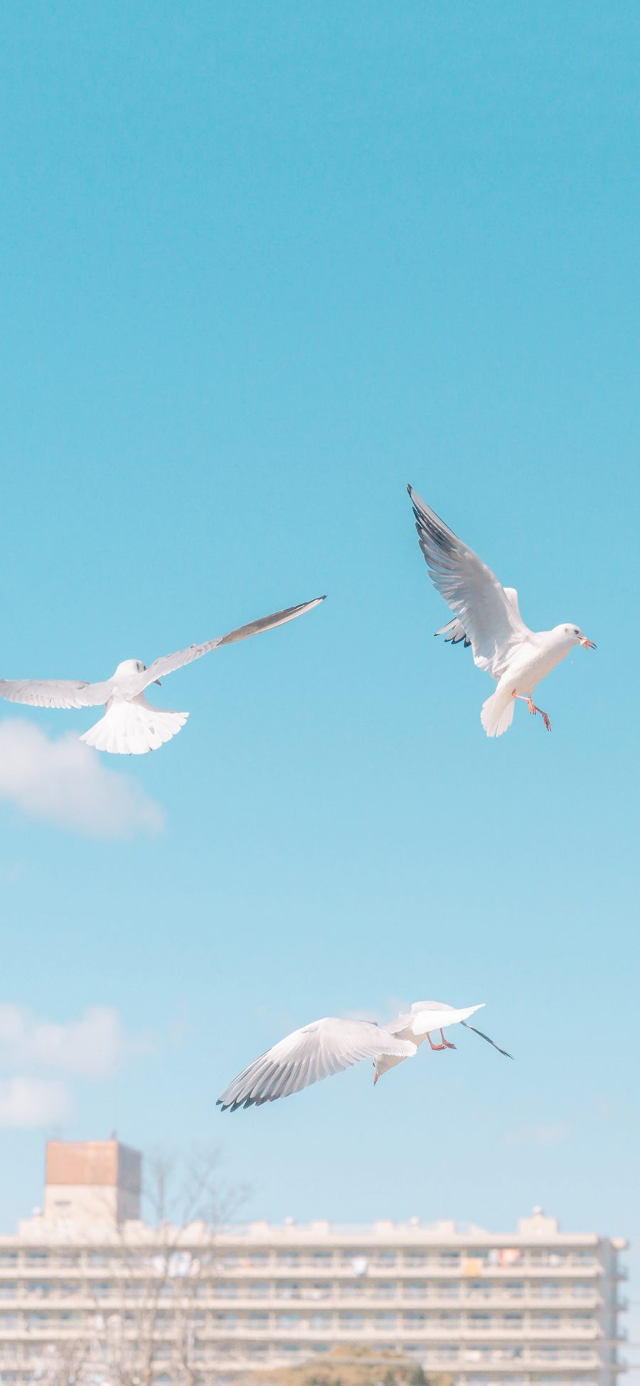 [2436×1125]海鸥 鸟 翅膀 飞翔 蓝色 苹果手机壁纸图片